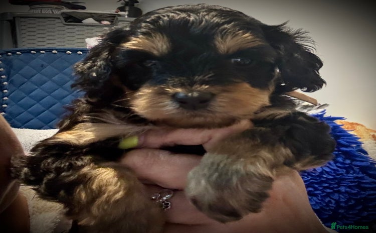 Cavapoo dogs - Advert 8