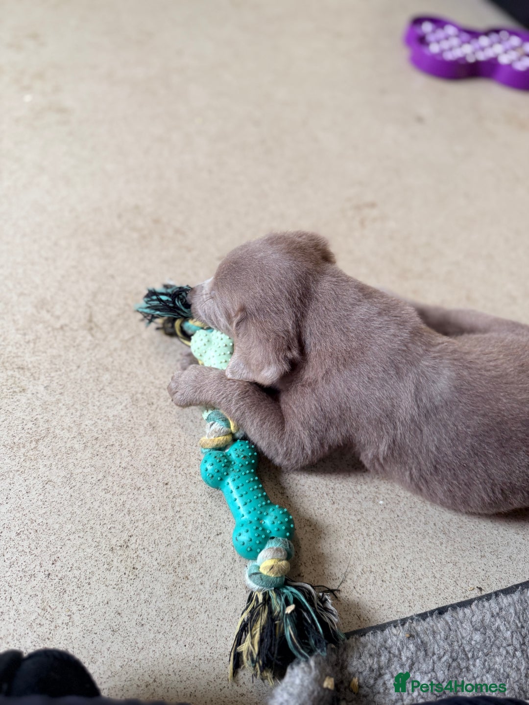 Labrador Retriever dogs for sale: Beautiful silver and charcoal labradors  - Image 1