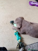Labrador Retriever dogs - Advert 1