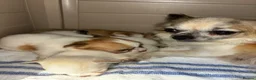 Chihuahua dogs for sale: Chihuahua merle puppies - Advert 1
