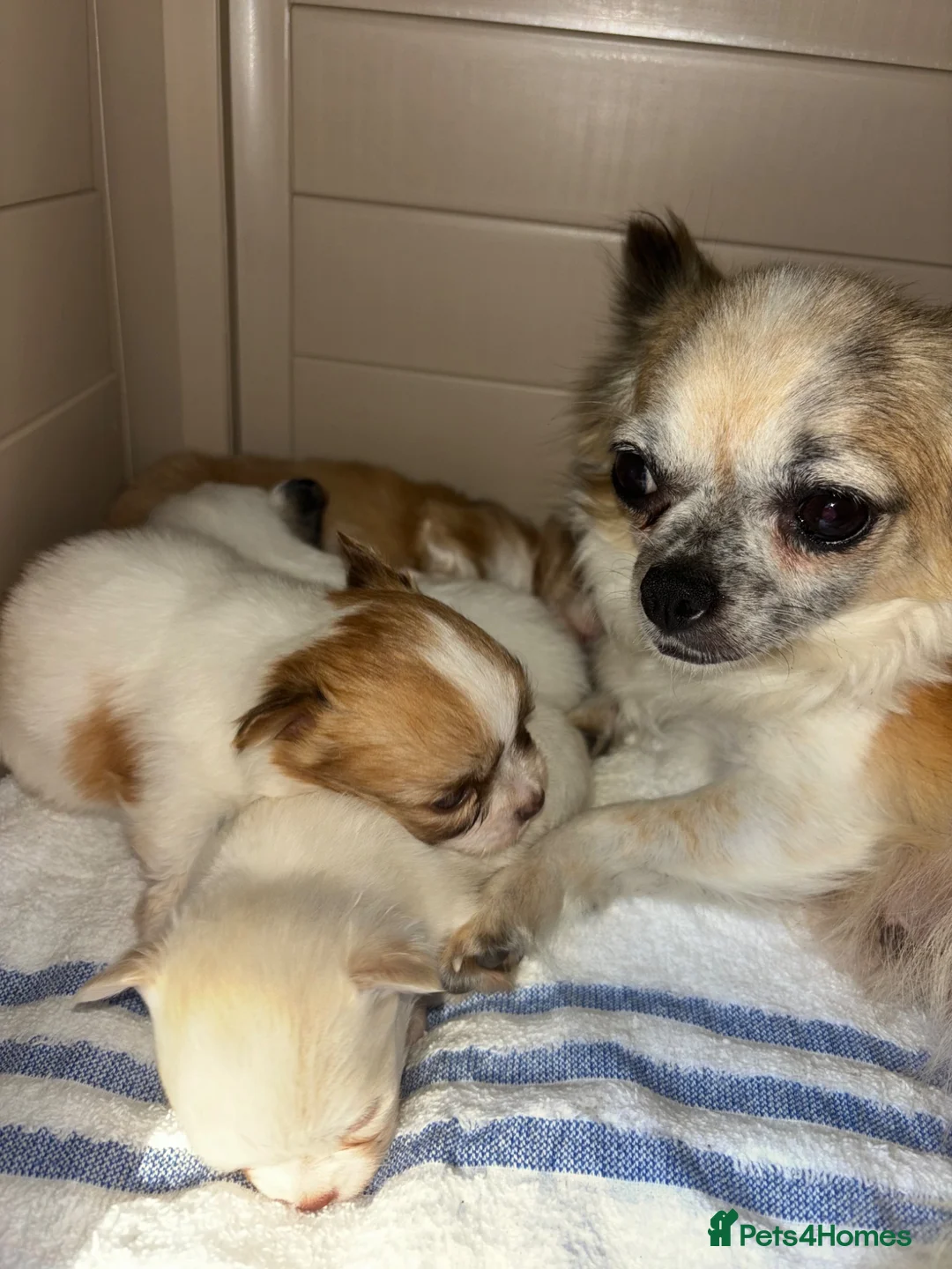 Chihuahua dogs for sale: Chihuahua merle puppies - Advert 1