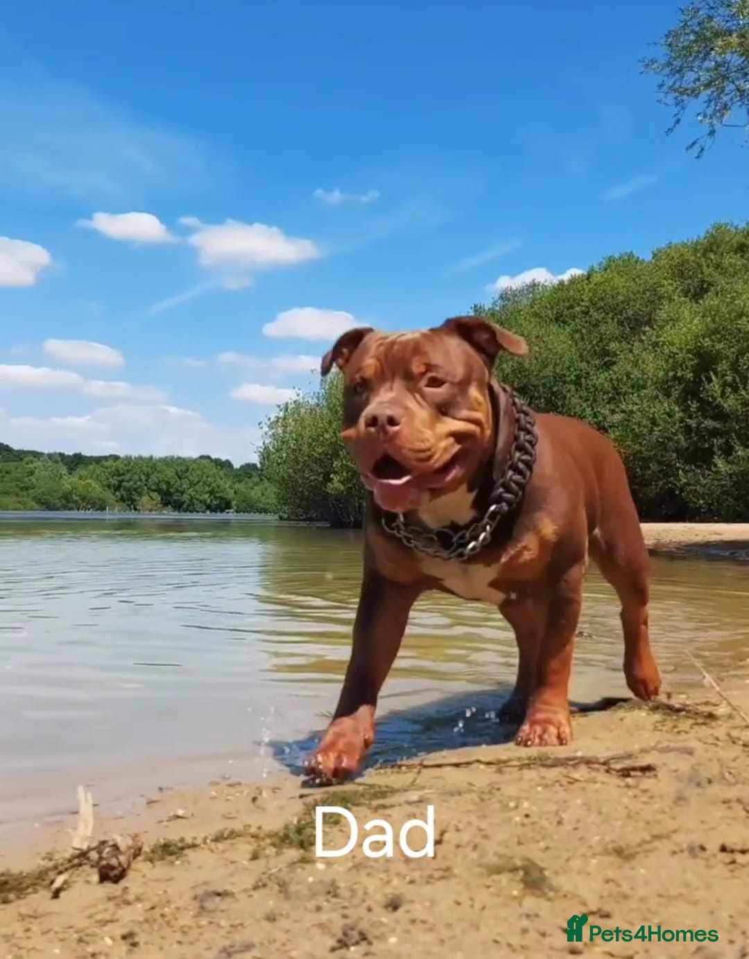 American Bully dogs for sale: Chocolate tri american bully  - Advert 7