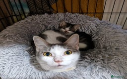 Domestic Shorthair cats for adoption: Peaches, 2-3 years approx, female  - Image 3