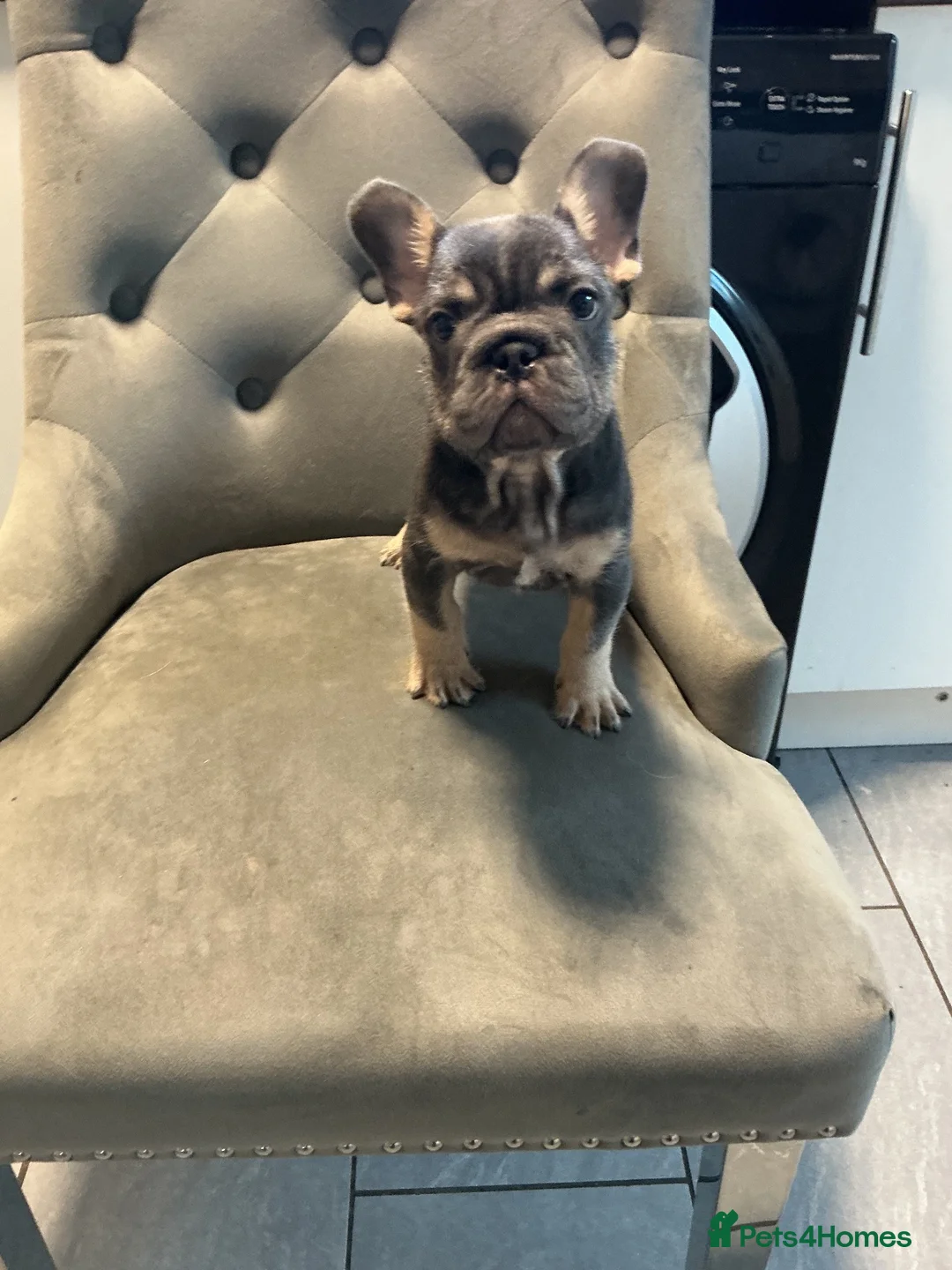 French Bulldog dogs for sale: Frenchbulldog puppies (last boy left) £900 - Advert 2