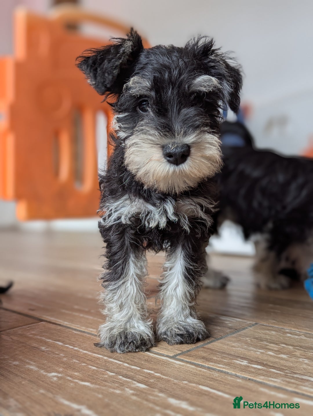 Miniature Schnauzer dogs for sale: Kc mini schnauzer pups for sale  - Image 4