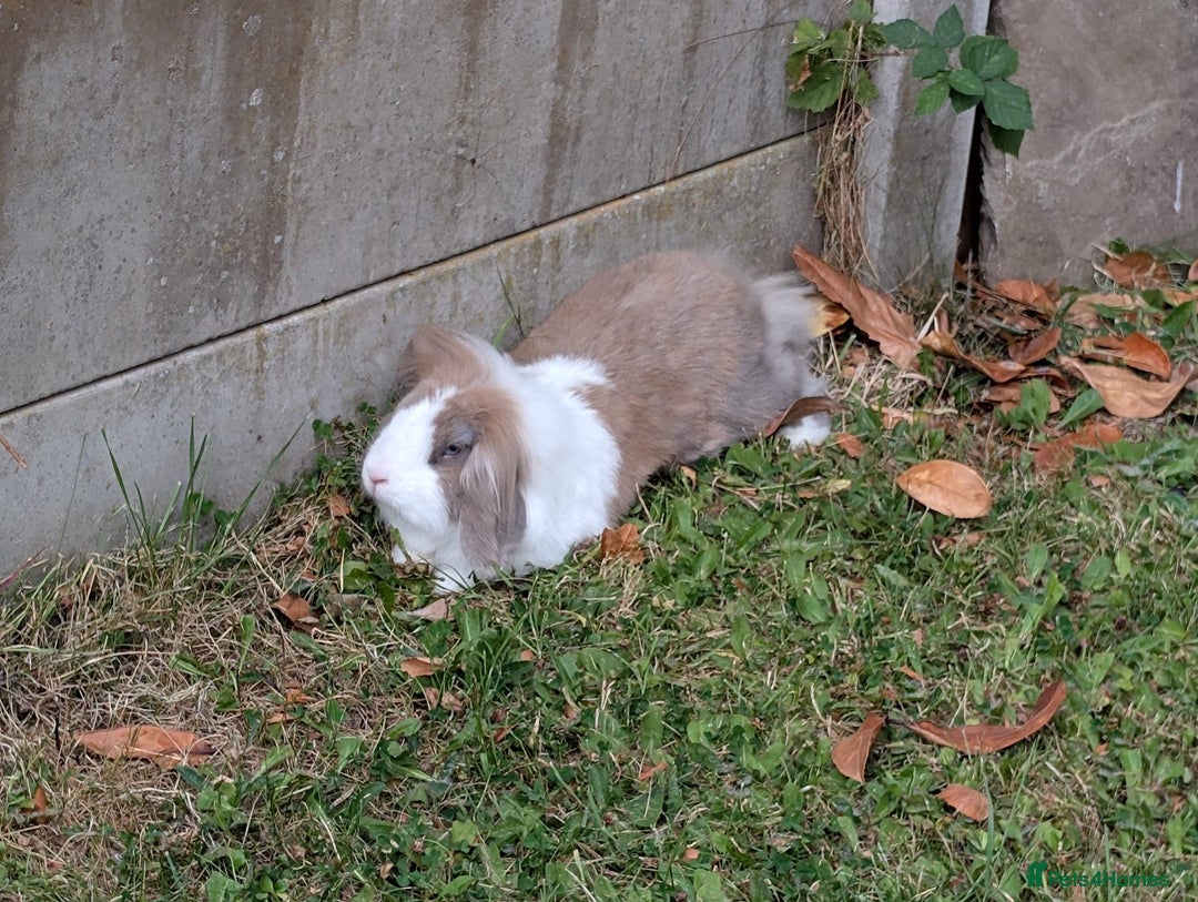 Mixed Breed rabbits for sale: Looking for a loving home for two adorable rabbits - Image 3