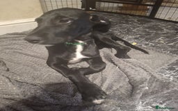 Mixed Breed dogs for sale: Puppies ready for their forever homes   in Grimsby - Image 6
