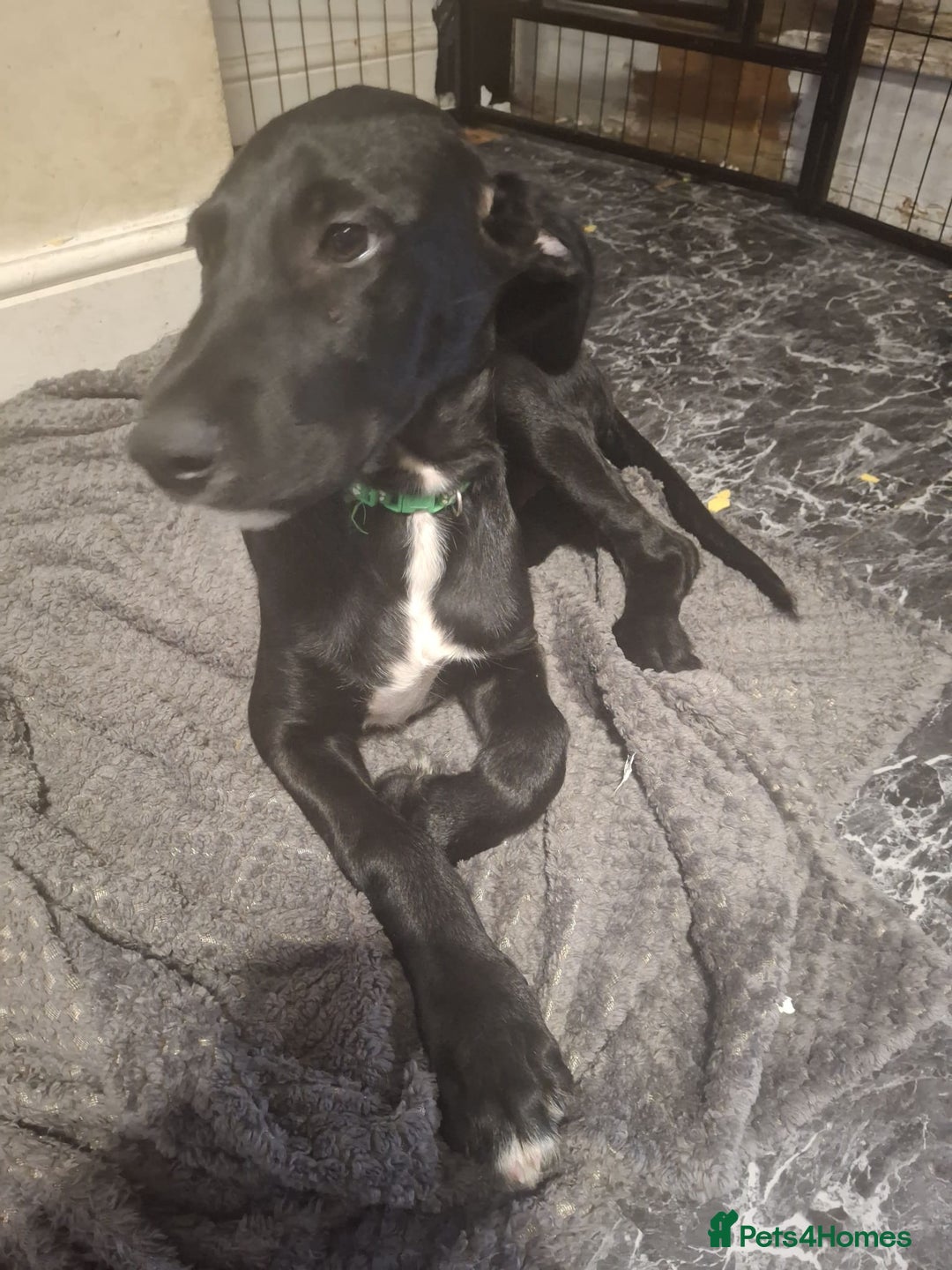 Mixed Breed dogs for sale: Puppies ready for their forever homes   in Grimsby - Image 6