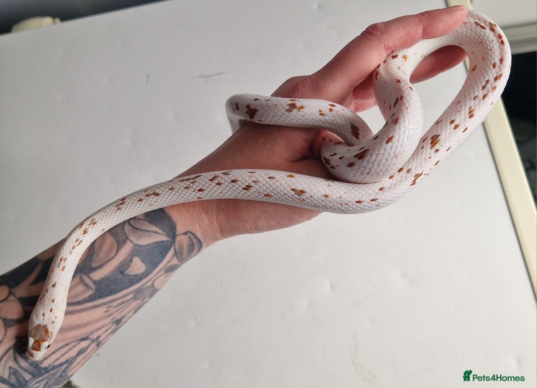 Corn Snake reptiles for sale: Palmetto Cornsnake - Image 5