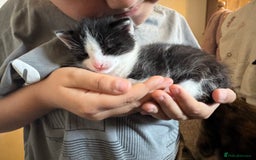 British Shorthair cats for sale: 2 boys one girl for sale  - Image 24
