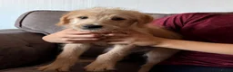 Labradoodle dogs for sale: Labradoodles available now !! - Advert 9