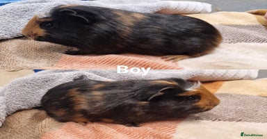 Guinea Pig rodents - Advert 5