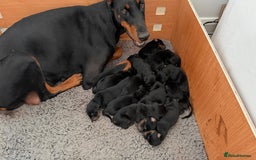 Dobermann dogs for sale: ⭐️🩸12x Championship Bloodline Doberman Puppies - Image 1