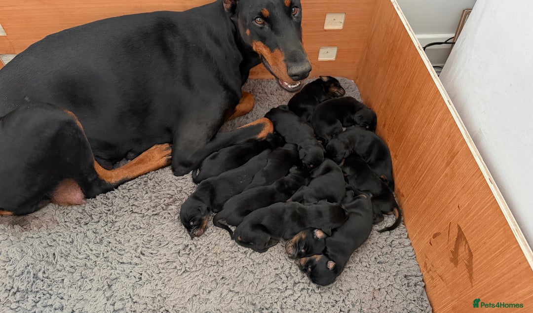 Dobermann dogs for sale: ⭐️🩸12x Championship Bloodline Doberman Puppies - Image 1
