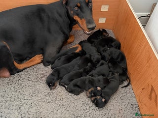 Dobermann dogs for sale - Advert 1