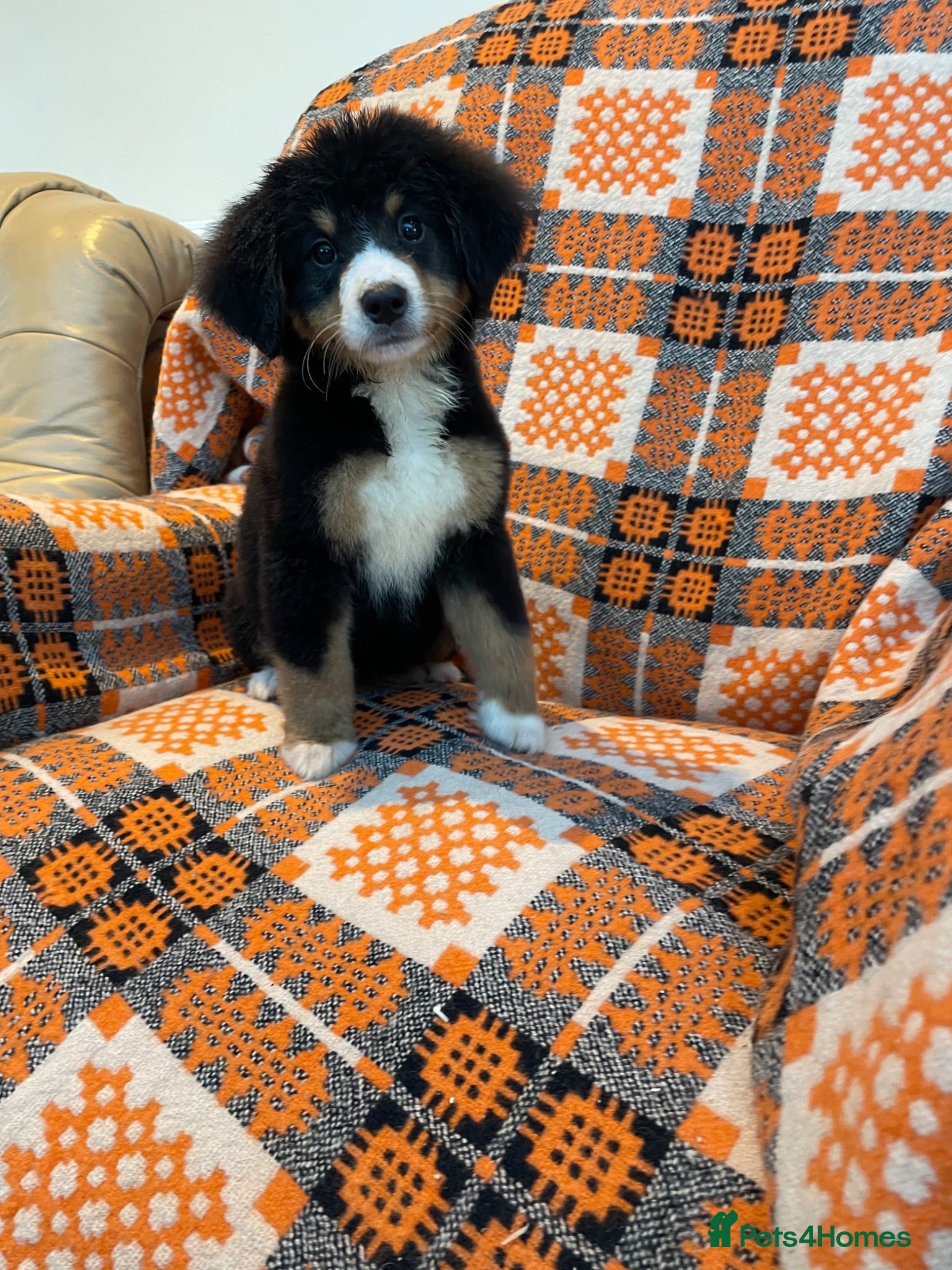 Bernese Mountain Dog dogs Stunning boys and girls - Advert 12