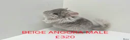 Chinchilla rodents for sale: STUNNING BABIES CHINCHILLA MIX COLOURS AND GENDER  in Sutton-in-Ashfield - Advert 4