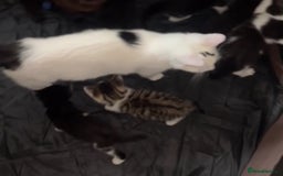 Domestic Shorthair cats for sale: 14 week Kitten - Image 4