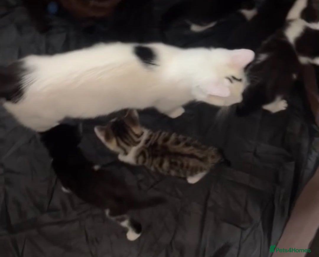 Domestic Shorthair cats for sale: 14 week Kitten - Image 4