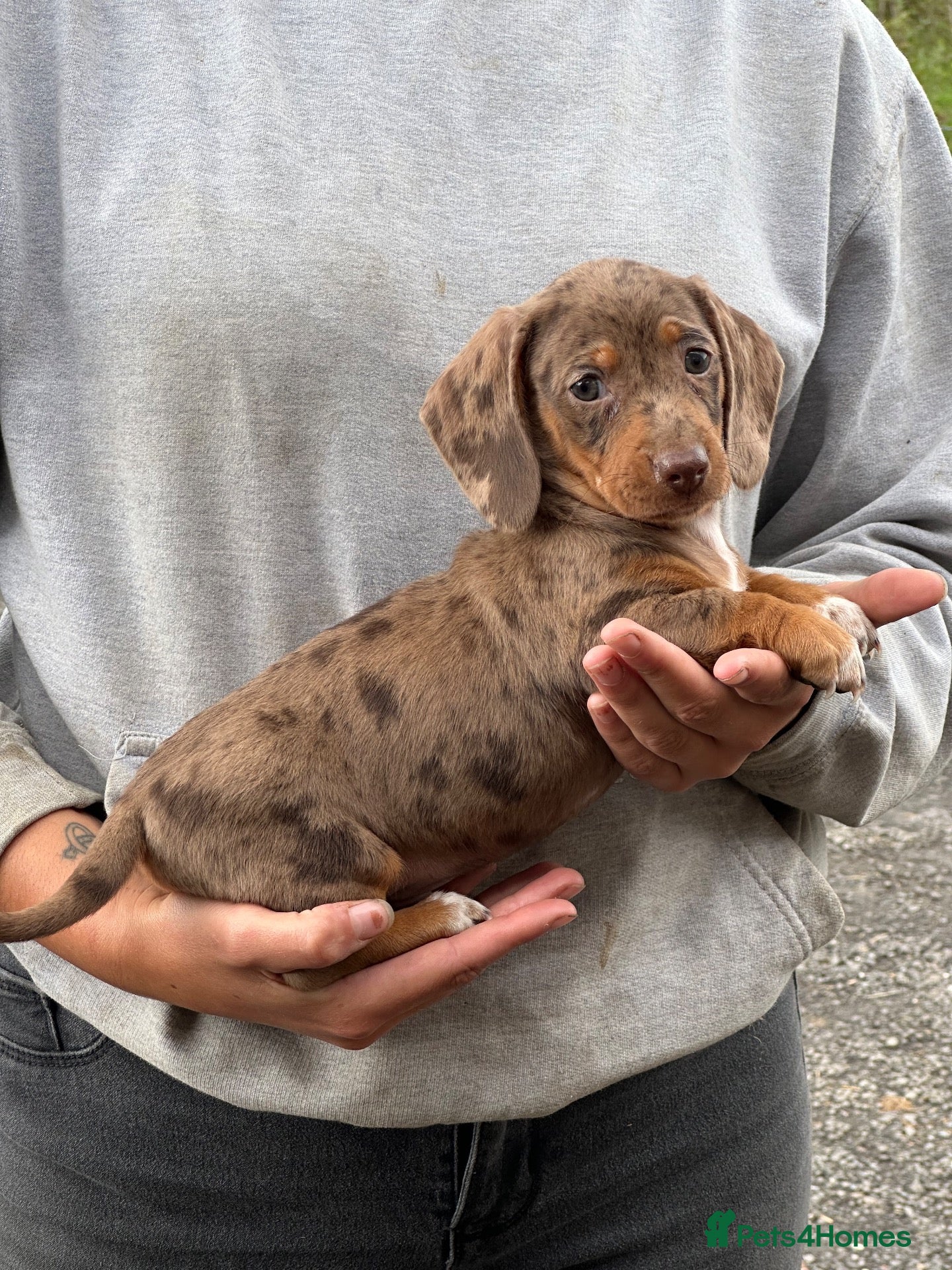 Dachshund dogs Ready to leave dachshund puppies dapple  - Advert 15