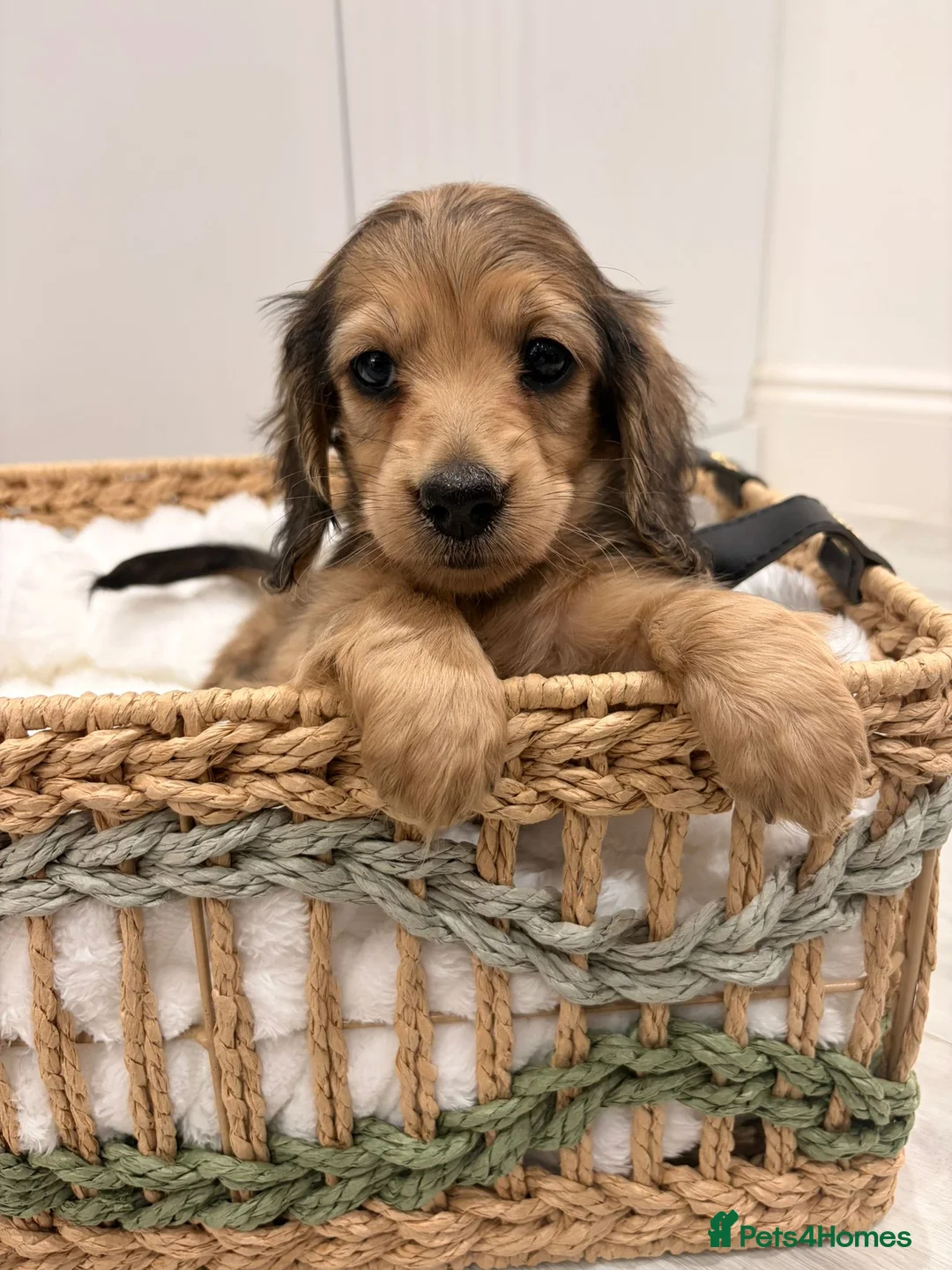 Miniature Dachshund dogs for sale: Quality shaded cream kc reg - Advert 2