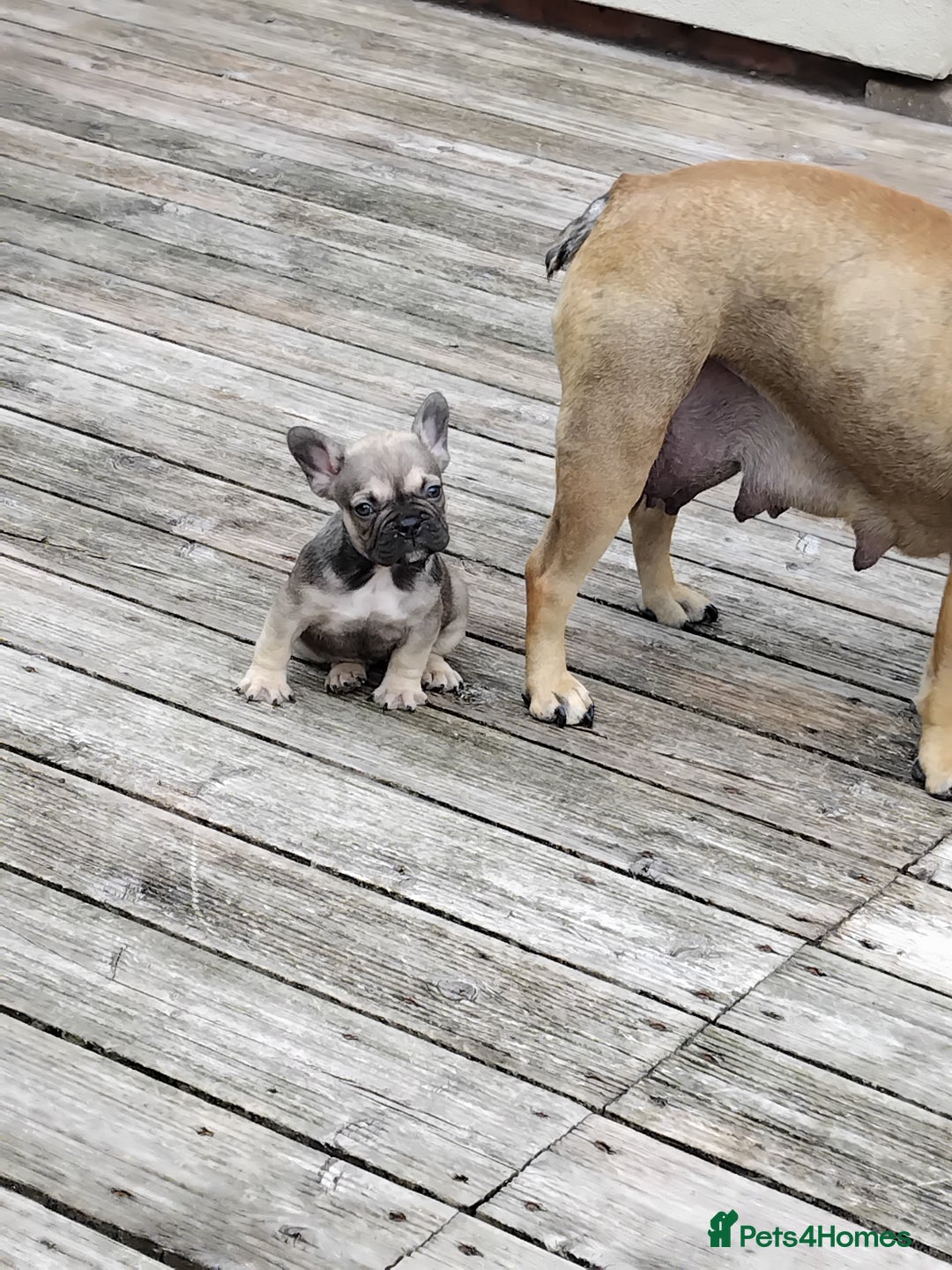 French Bulldog dogs for sale: French bulldogs puppys in Nottingham - Image 16