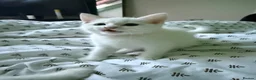 Turkish Angora cats for sale: 3 Beautiful Half Turkish Angora - Advert 16