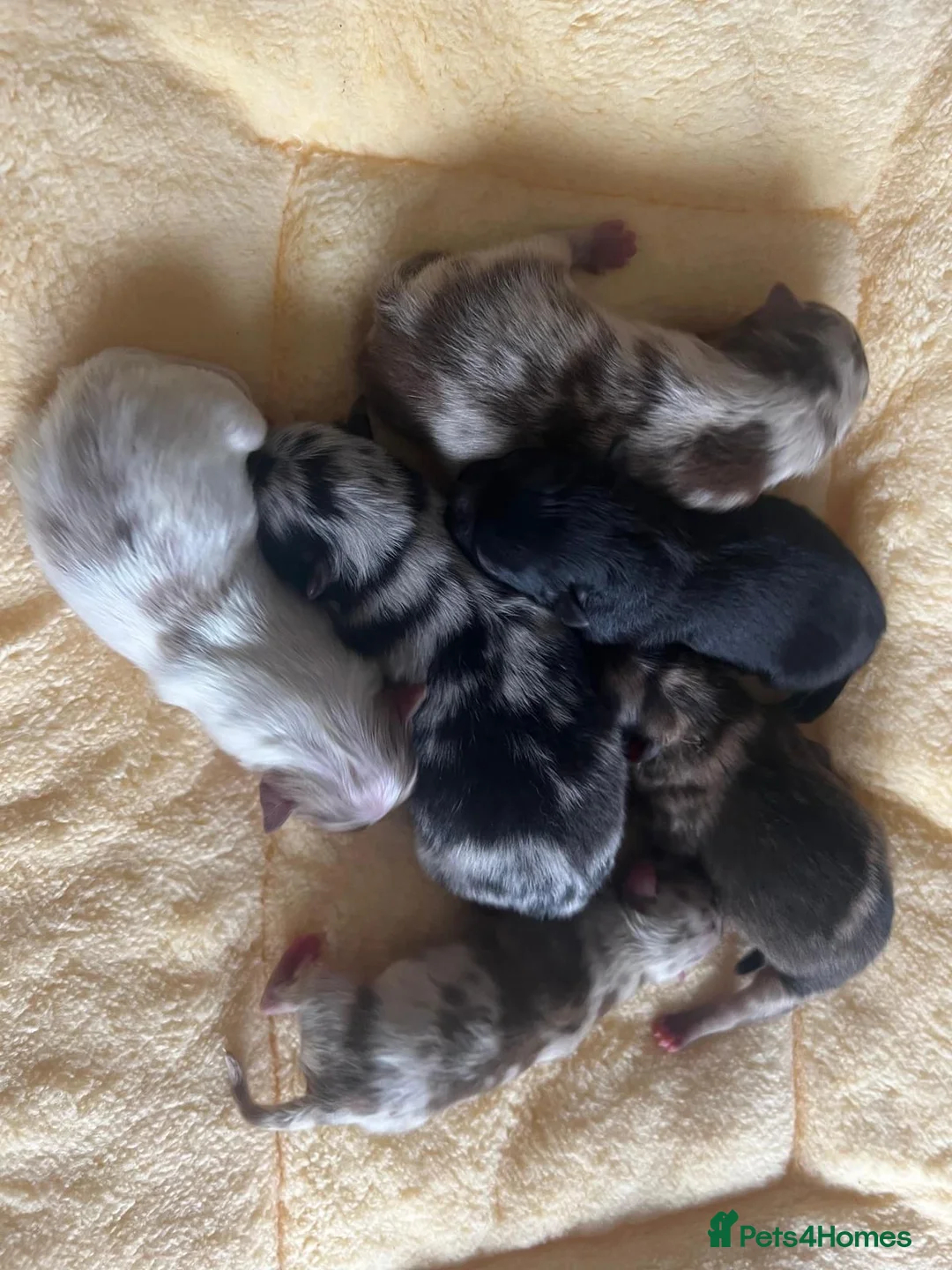 Pomeranian dogs for stud: 💚 RUSSIAN CHOC MERLE 🧸BEAR POM CARRY LILAC/TAN💚 in Romford - Advert 19