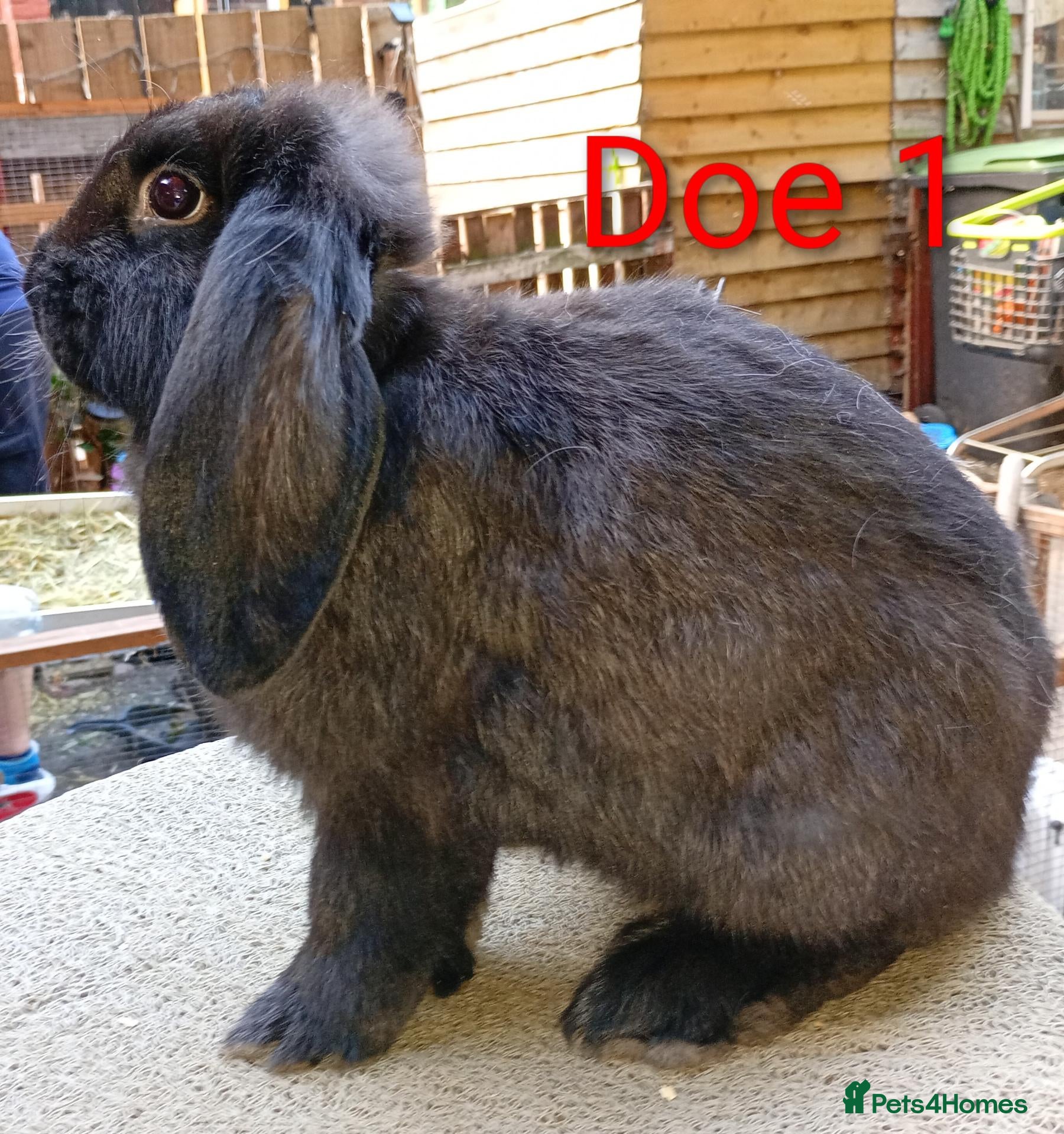 French Lop rabbits French lop  - Advert 6
