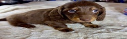 Miniature Dachshund dogs for sale: Dachshund miniature long hair - Advert 37