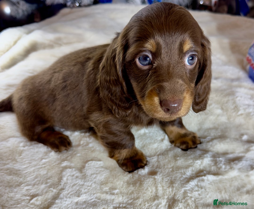 Miniature Dachshund dogs for sale: Dachshund miniature long hair - Advert 37