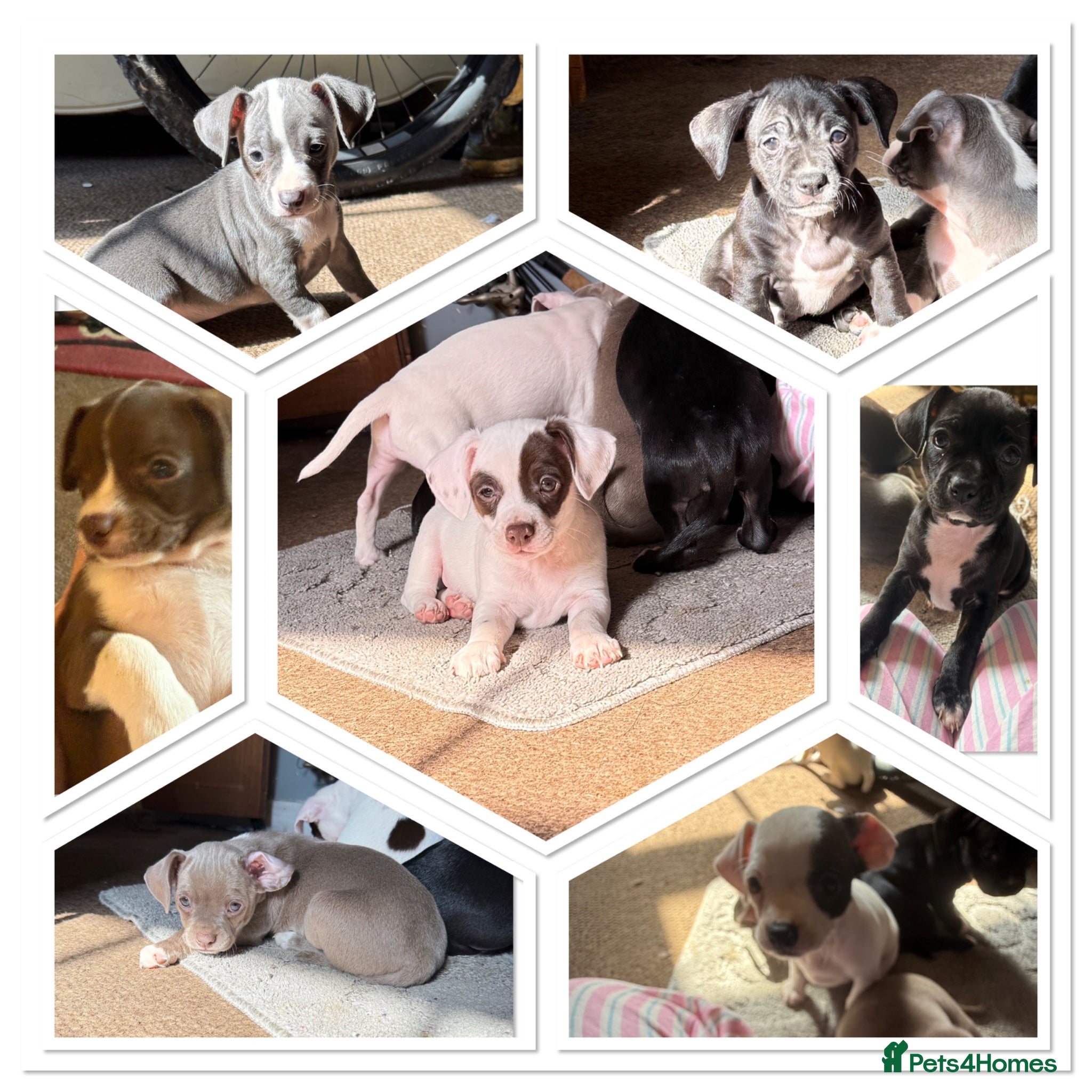 Mixed Breed dogs French bulldog/ cocker spaniel Just born  - Advert 4