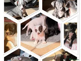 Mixed Breed dogs French bulldog/ cocker spaniel Just born - Advert 4