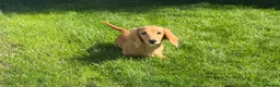 Miniature Dachshund dogs for sale: Ready now KC reg 5 month old boy  - Advert 17