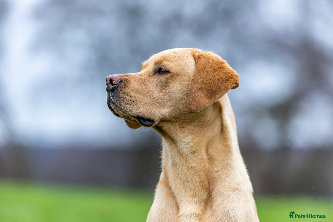 Labrador Retriever dogs for stud: FULLY HEALTH TESTED Yellow Lab for Stud - Advert 6