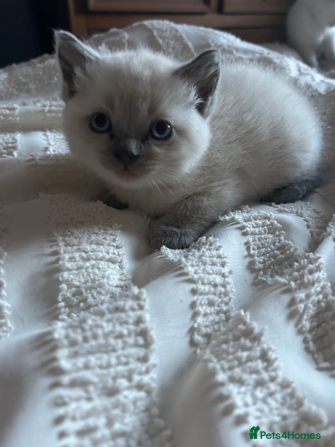 Ragdoll cats for sale: Beautiful Ragdoll x British short hair kittens - Advert 6