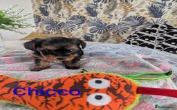 Yorkshire Terrier dogs for sale: Stunning yorkshire terriers for sale - Image 6