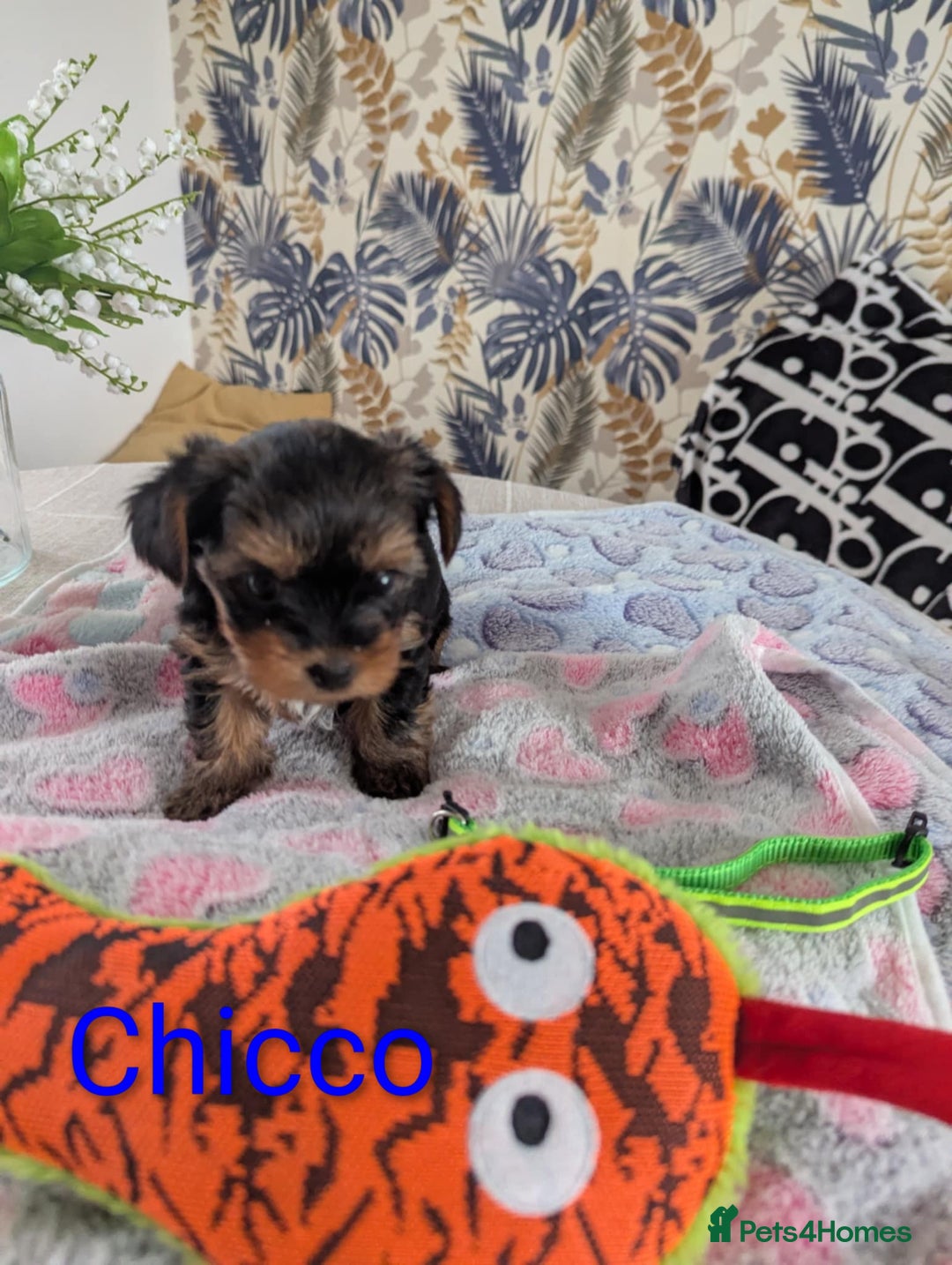 Yorkshire Terrier dogs for sale: Stunning yorkshire terriers for sale - Image 6