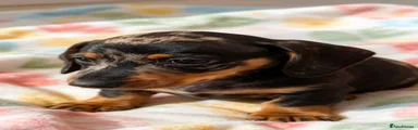 Dachshund 1