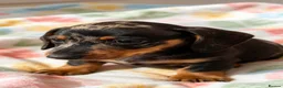 Dachshund dogs for sale: Litter of 5 stunning dachshund pups - Advert 14