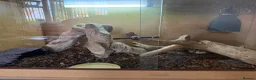 Python Snake reptiles for sale: Royal python female  - Advert 6