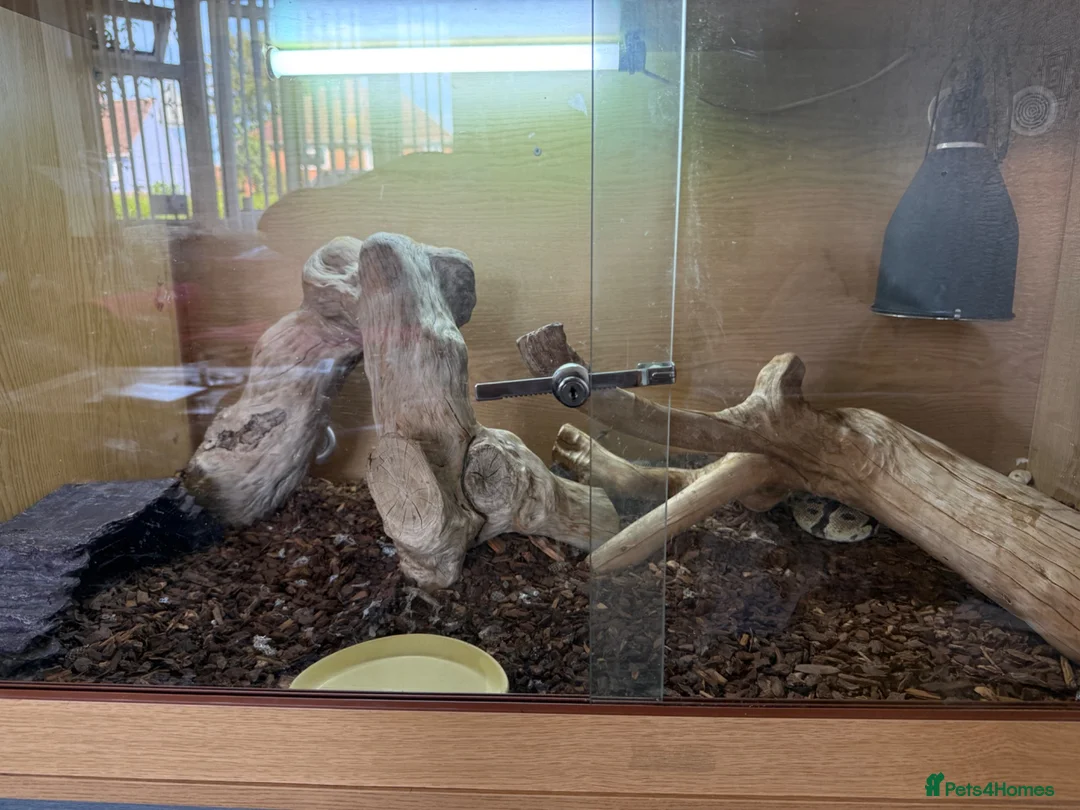 Python Snake reptiles for sale: Royal python female  - Advert 6