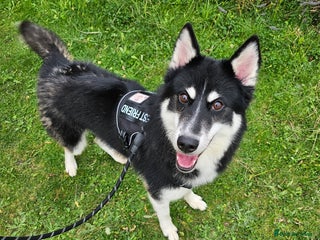 Mixed Breed dogs - Advert 8