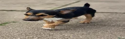 Jack Russell dogs for stud: Miniature jack russell - Advert 4