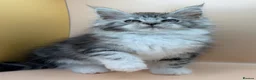 Maine Coon cats for sale: Maine Coons with Tests, Papers, Vet Checks & Vacc. - Advert 2