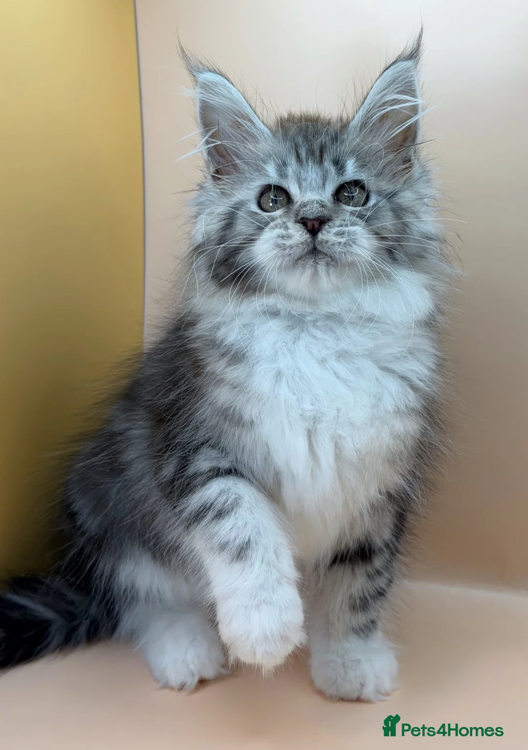 Maine Coon cats for sale: Maine Coons with Tests, Papers, Vet Checks & Vacc. - Advert 2