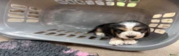 Cocker Spaniel dogs for sale: Ready Now RKC Reg DNA CLEAR Show Cocker Female in Fareham - Advert 32