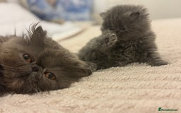 Persian cats for sale: GCCF SOLID BLUE PERSIAN PRINCESSES  - Image 28