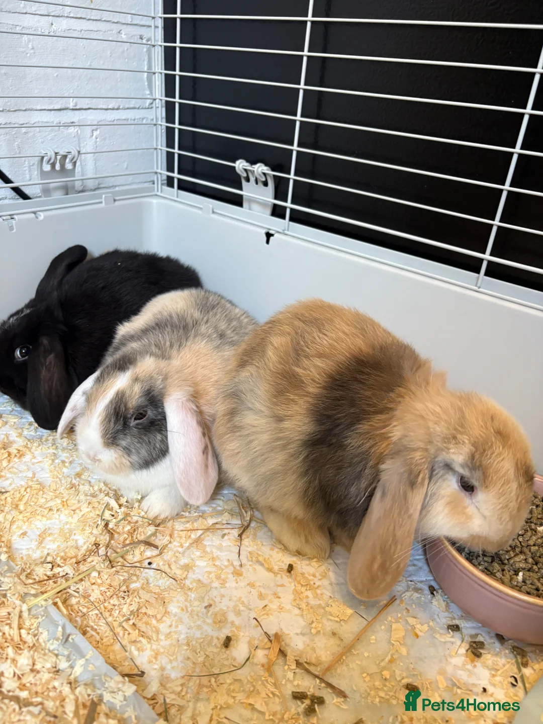 English Lop rabbits for sale: 3 female rabbits in Warwick - Advert 1