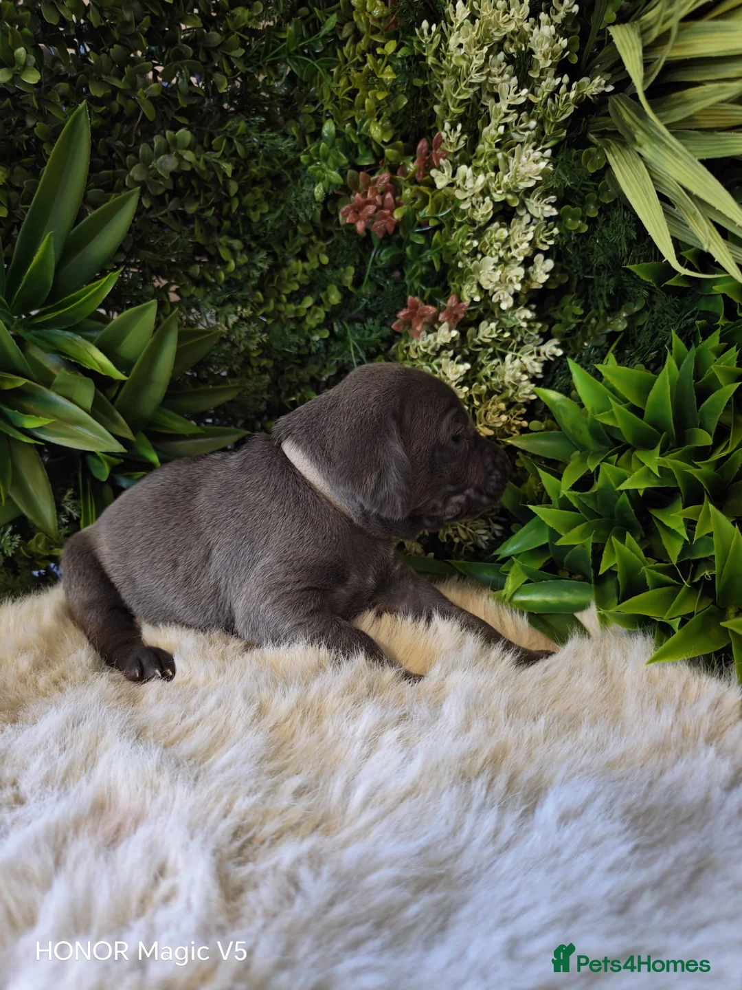 Weimaraner dogs for sale: ✨KC Weimaraner REDUCED GOING AWAY✨ - Advert 23